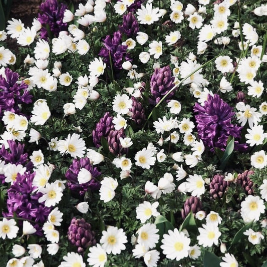 Hyacinth / Anemone Collection - A Match Made in Garden Heaven