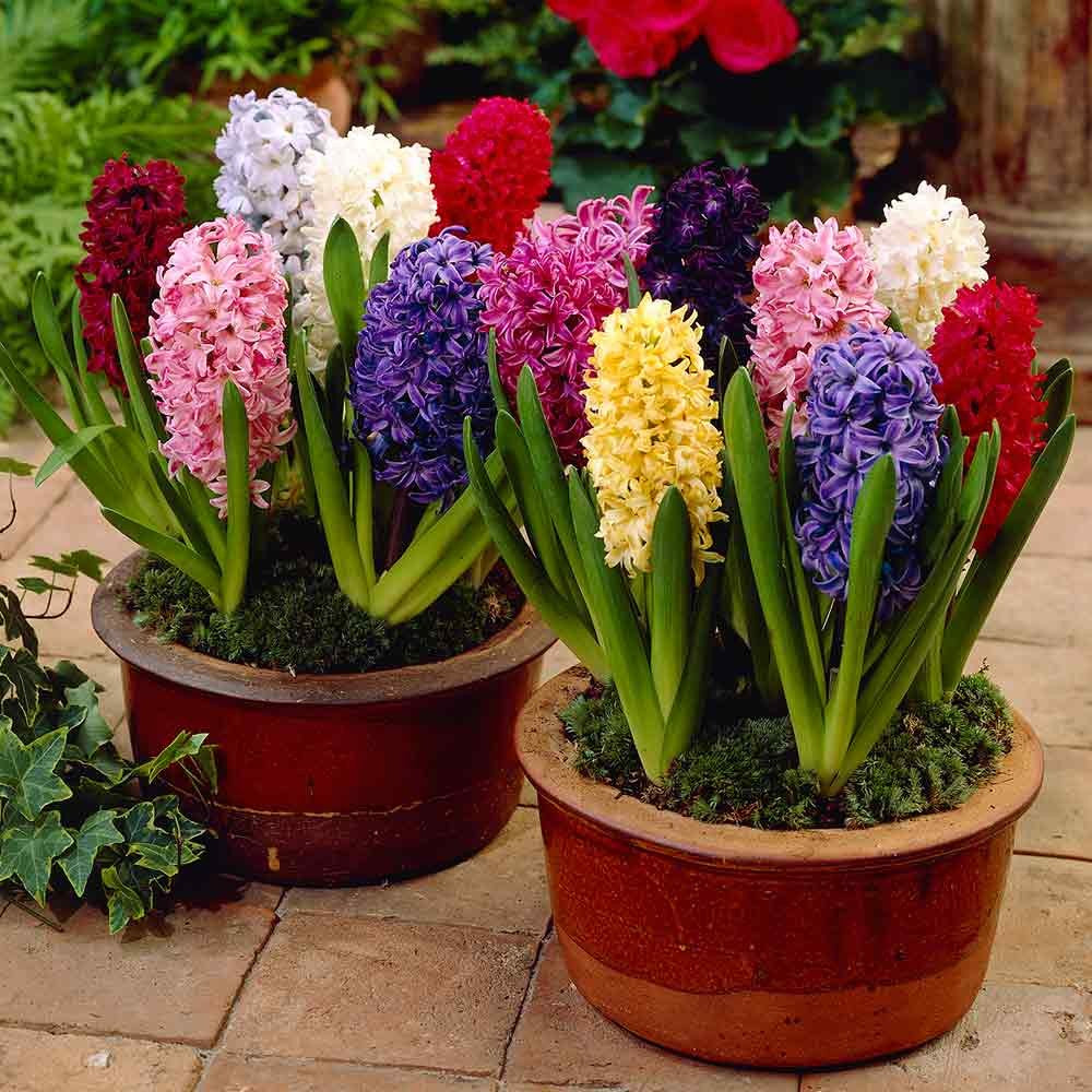 Hyacinth - Mixed