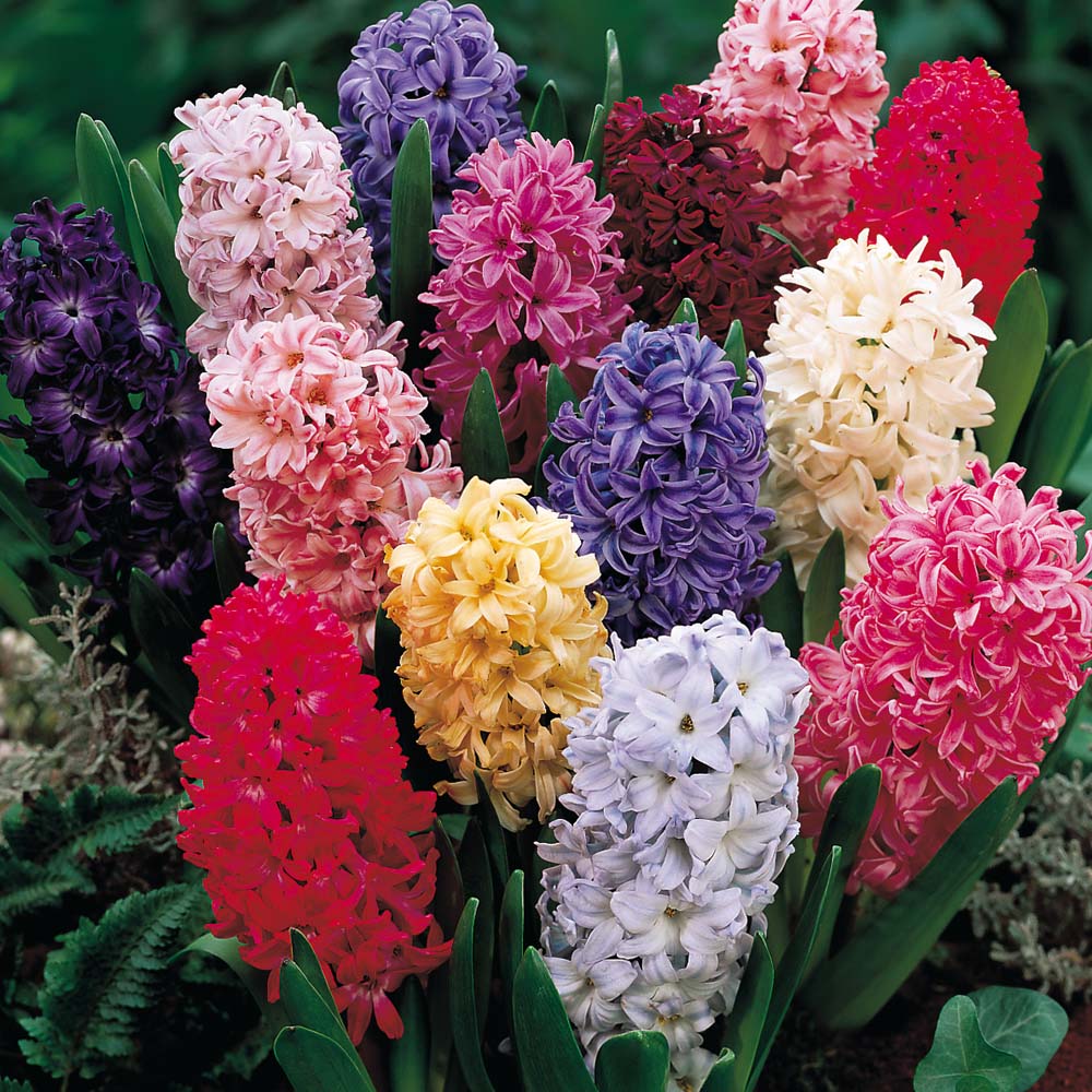 Hyacinth - Mixed