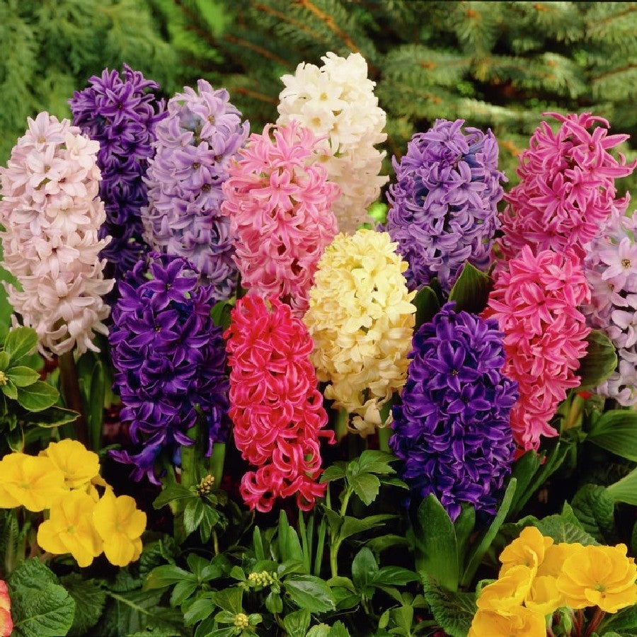 Hyacinth - Mixed