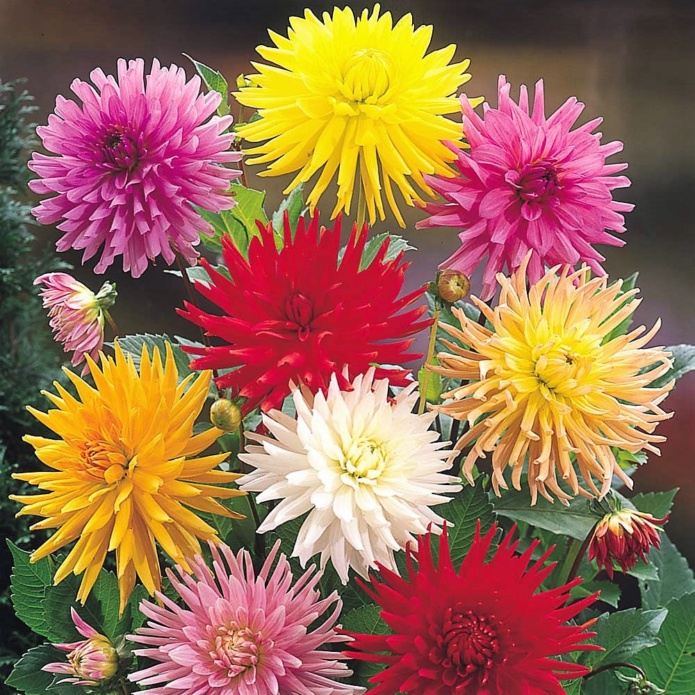 Mixed Dahlia -