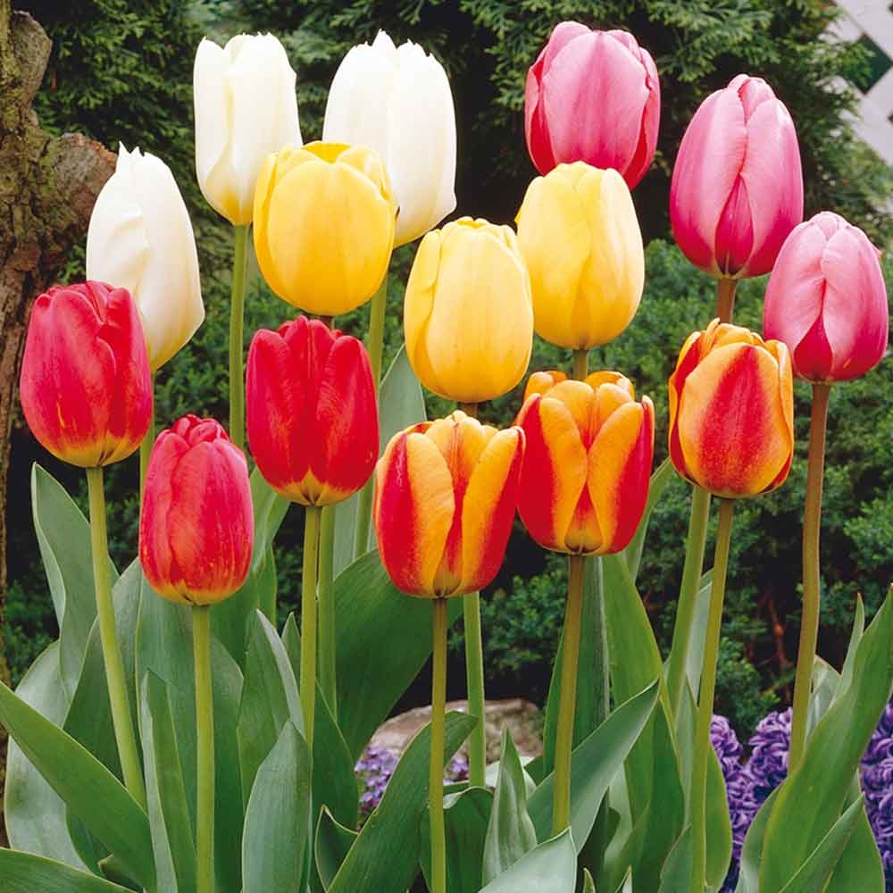 Tulip - Mixed Darwin