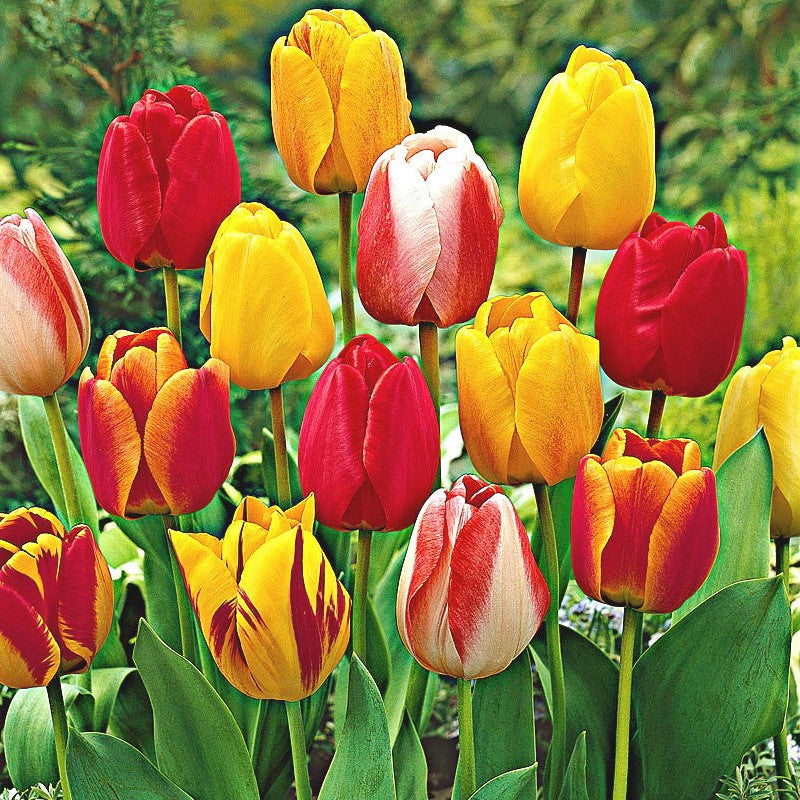 Tulip - Mixed Darwin