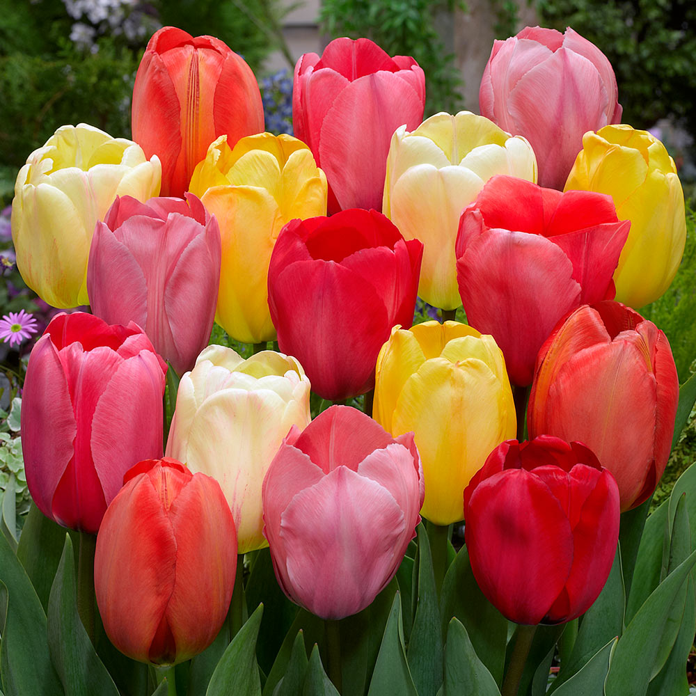 Tulip - Mixed Darwin