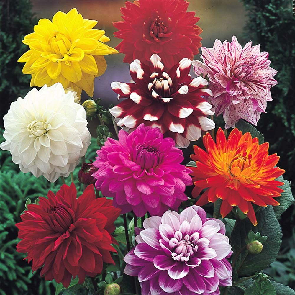 Mixed Dahlia -