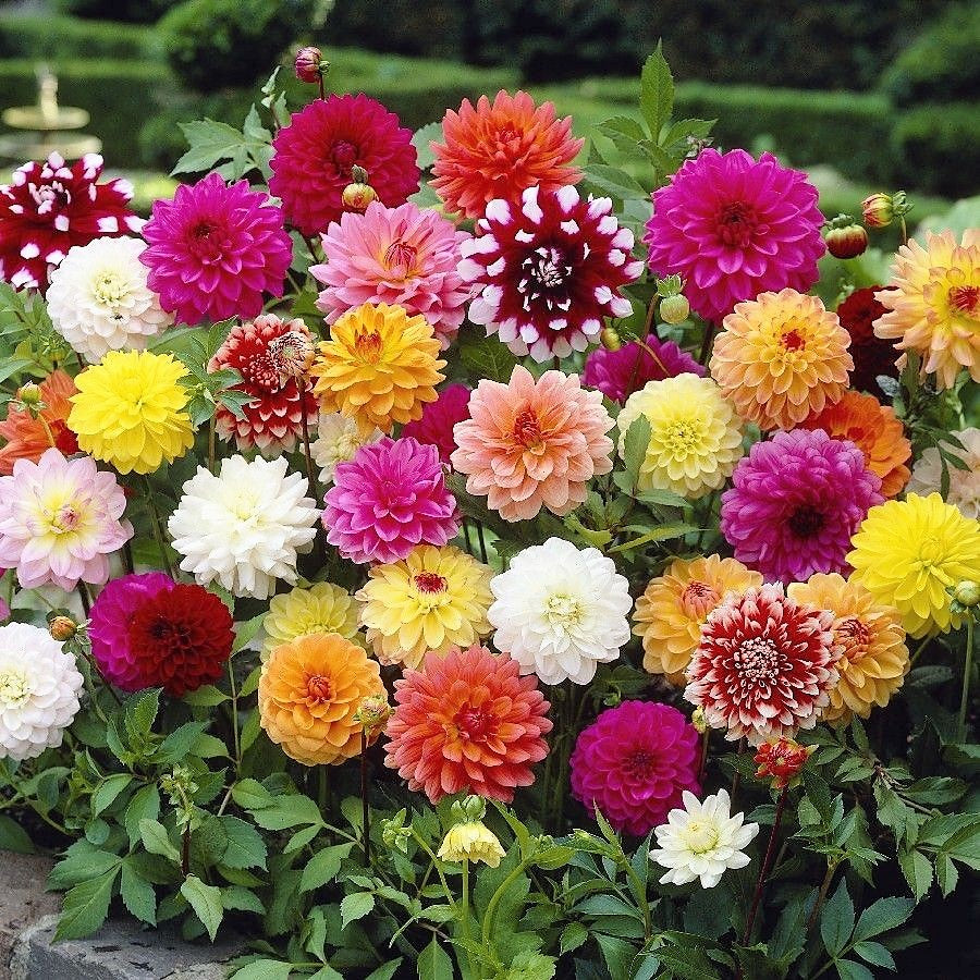 Mixed Dahlia -