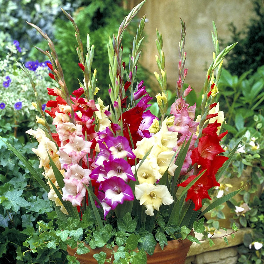 Gladioli - Mixed