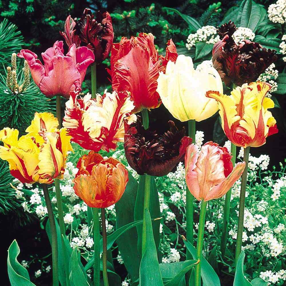Tulip - Mixed Parrot
