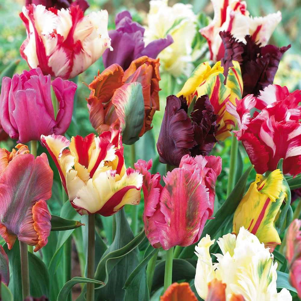 Tulip - Mixed Parrot