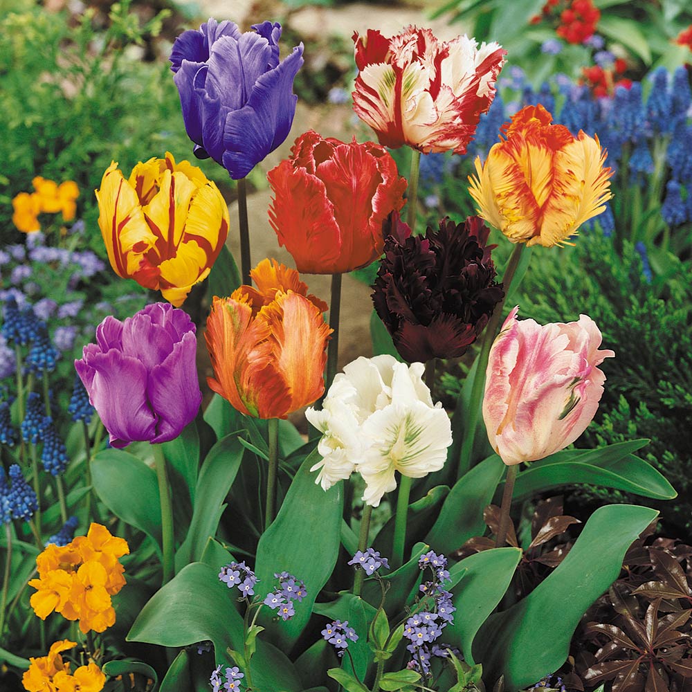 Tulip - Mixed Parrot