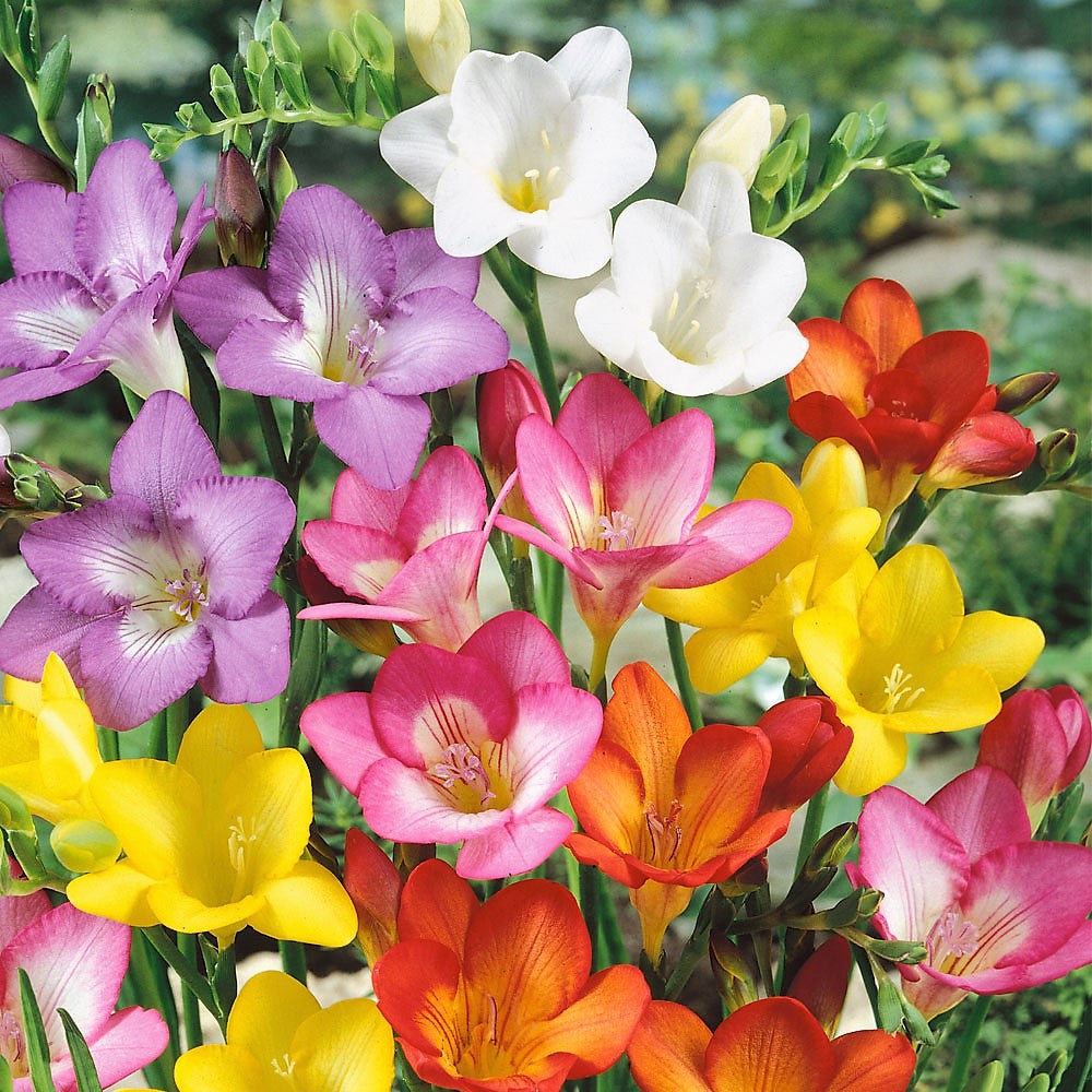 Single Freesia - Mixed