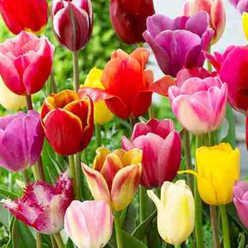 Tulip - Mixed Triumph