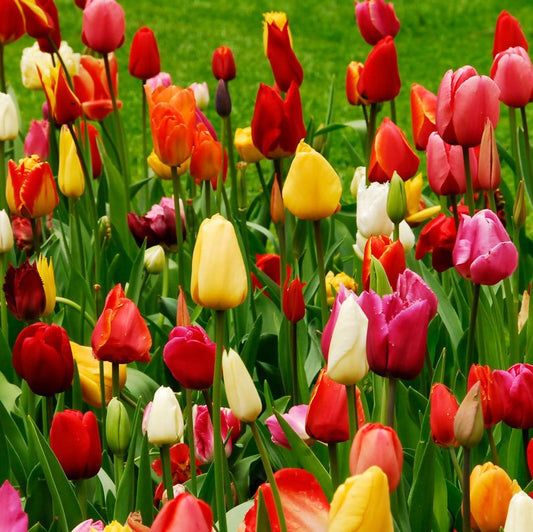 Mixture Mayhem Collection - Perfect Gift for a Garden Lover !