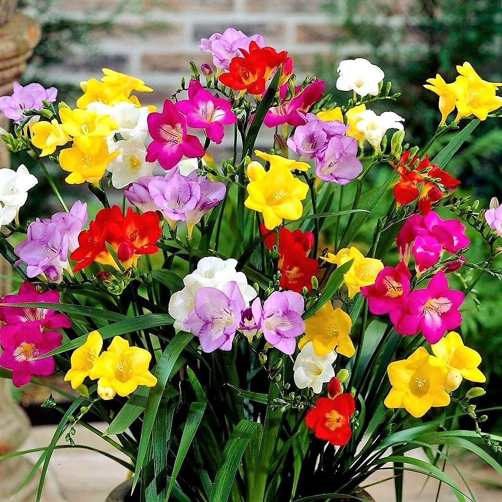 Single Freesia - Mixed