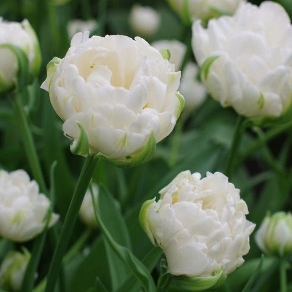 Tulip - Mount Tacoma