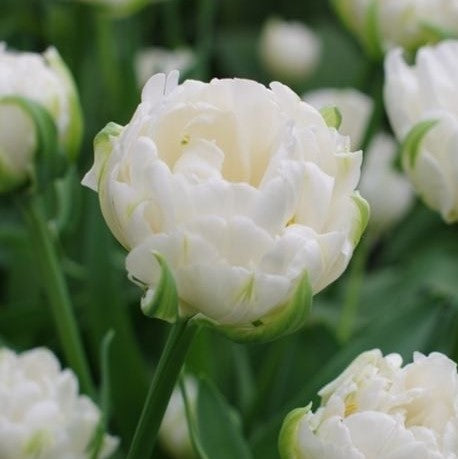 Tulip - Mount Tacoma
