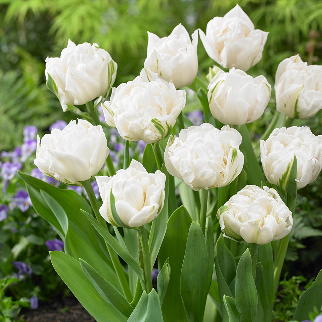 Tulip - Mount Tacoma