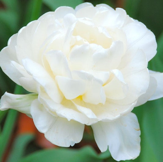 Tulip - Mount Tacoma