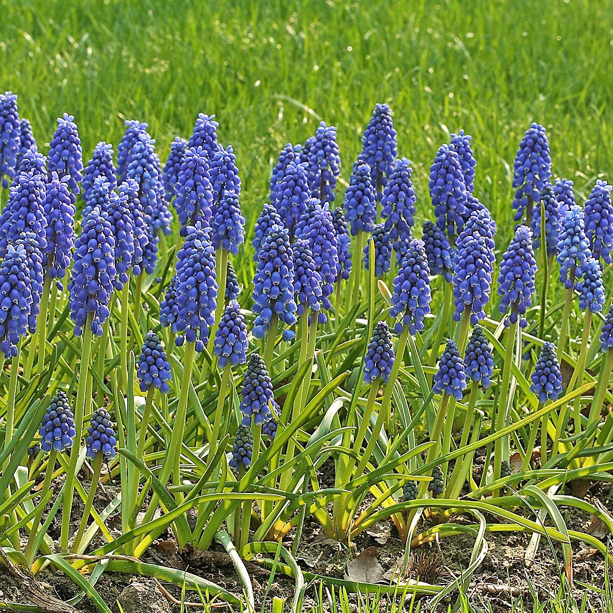 Muscari - Armeniacum