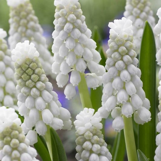 Muscari - Siberian Tiger