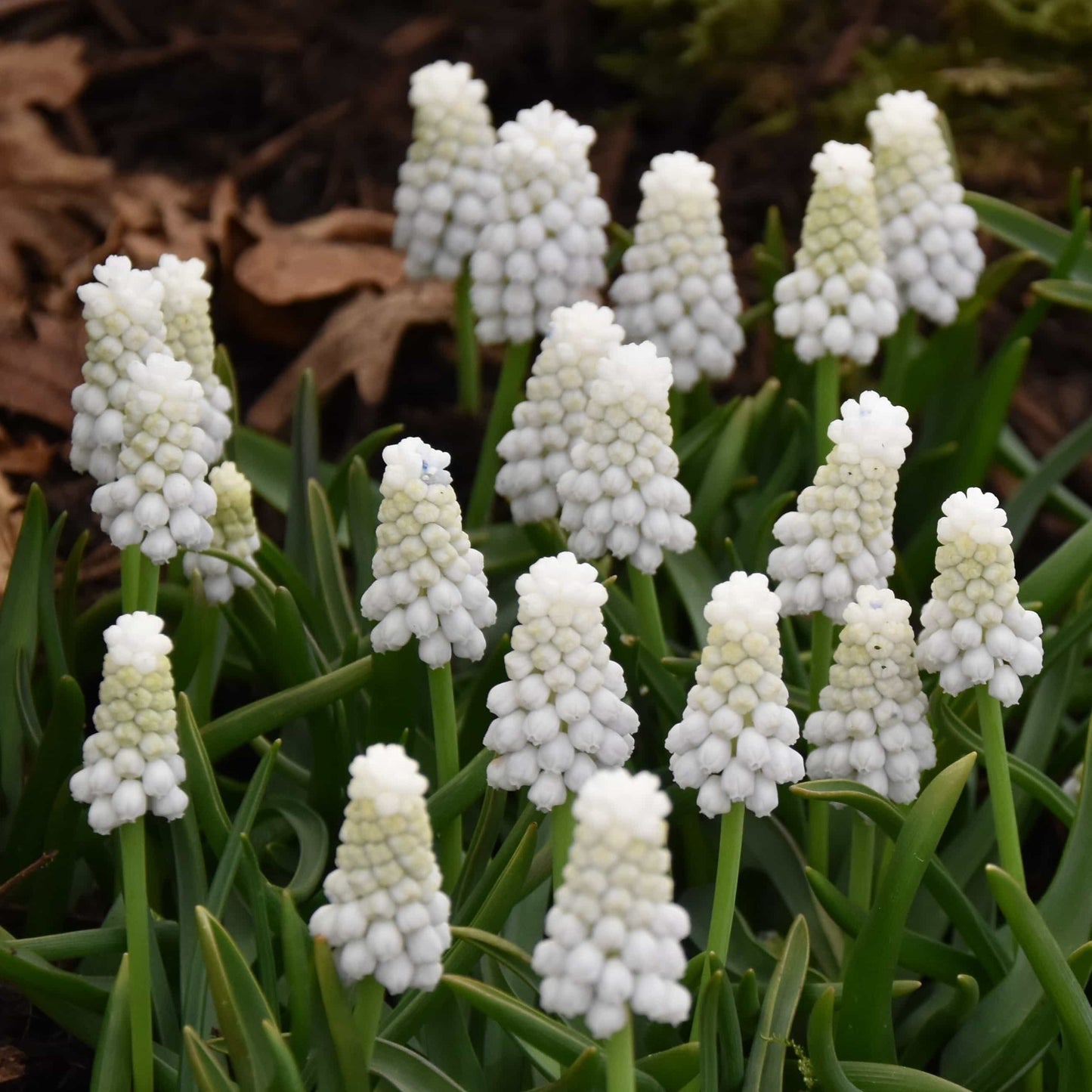 Muscari - Siberian Tiger