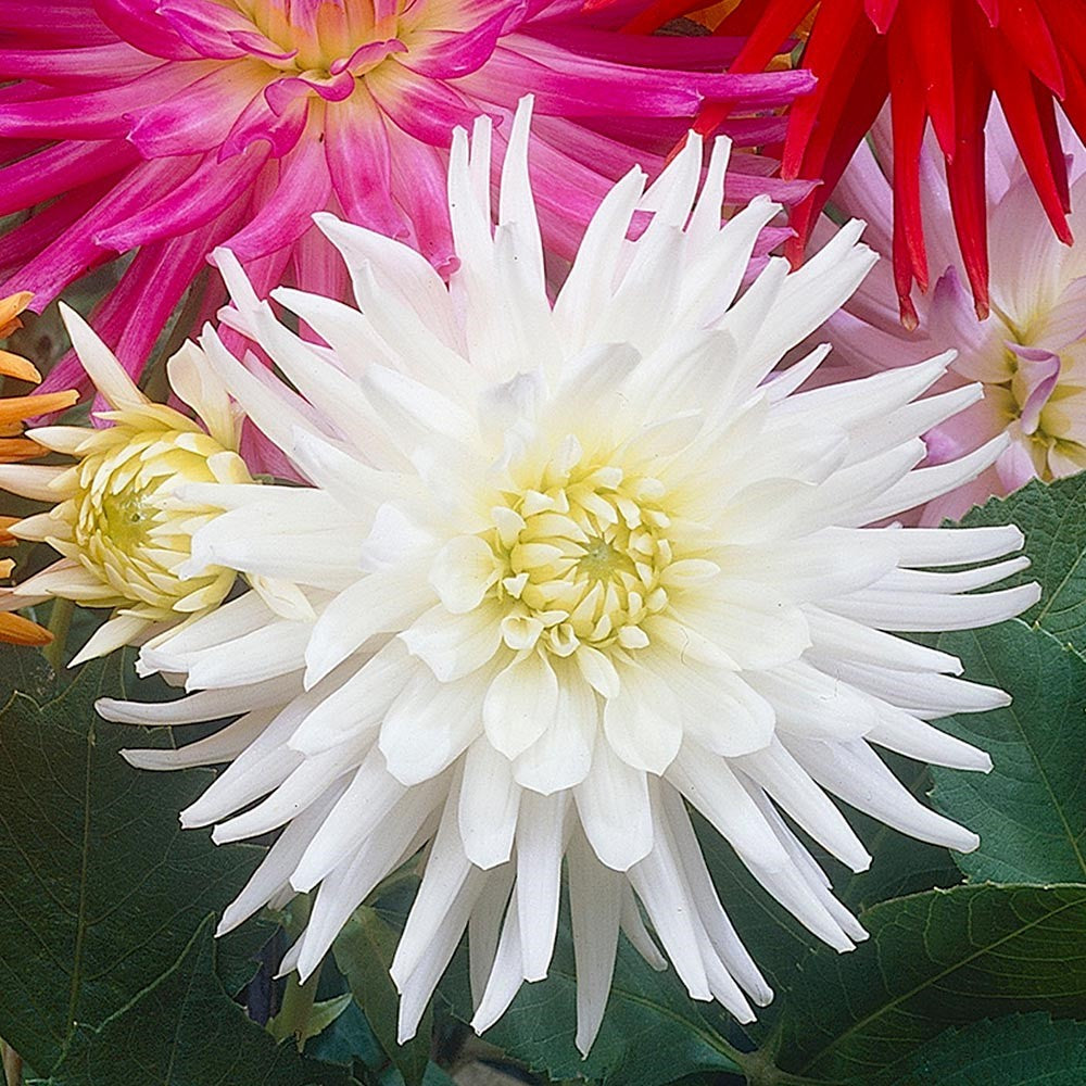 Dahlia Cactus - My Love