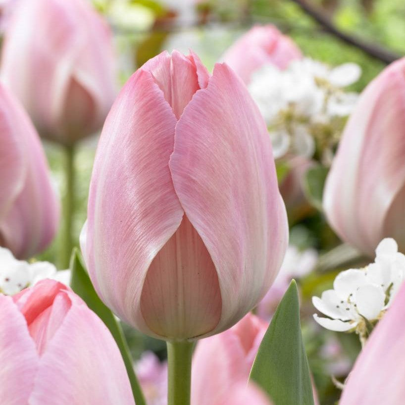 Tulip - Mystic Van Eijk