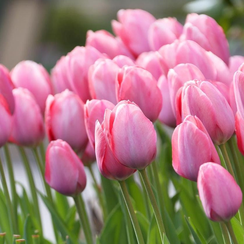 Tulip - Mystic Van Eijk