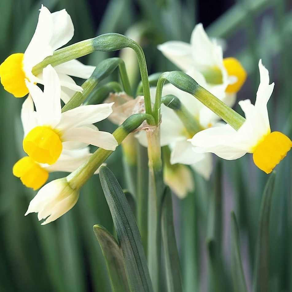 Narcissus - Canaliculatus