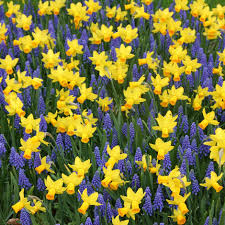 Narcissus - Jetfire