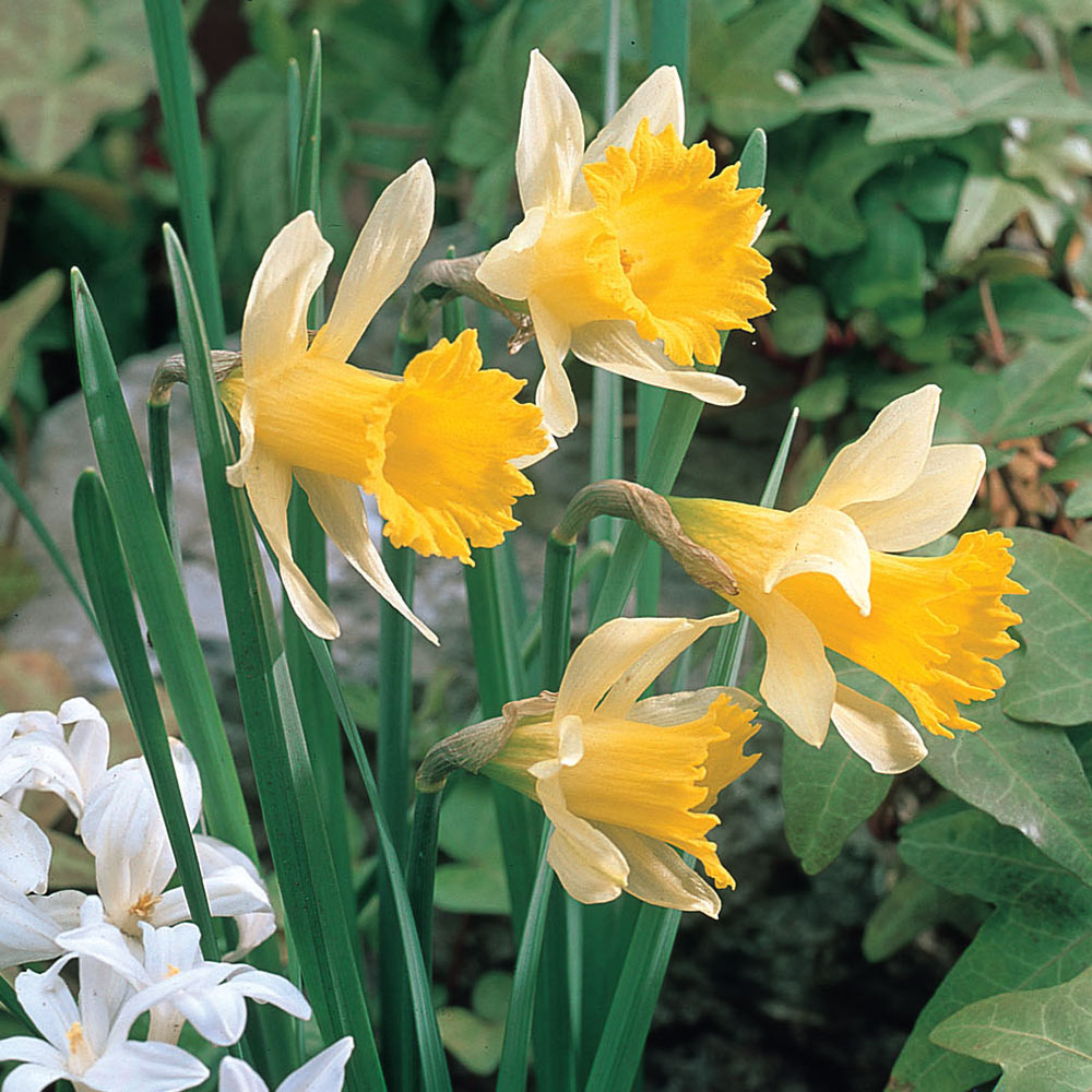Pseudonarcissus Lent-Lily Lobularis Wild Daffodil