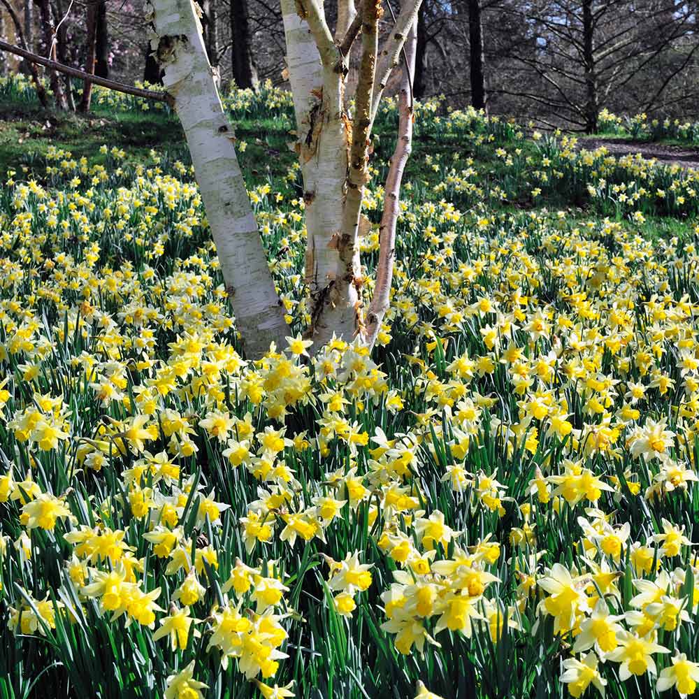 Pseudonarcissus Lent-Lily Lobularis Wild Daffodil