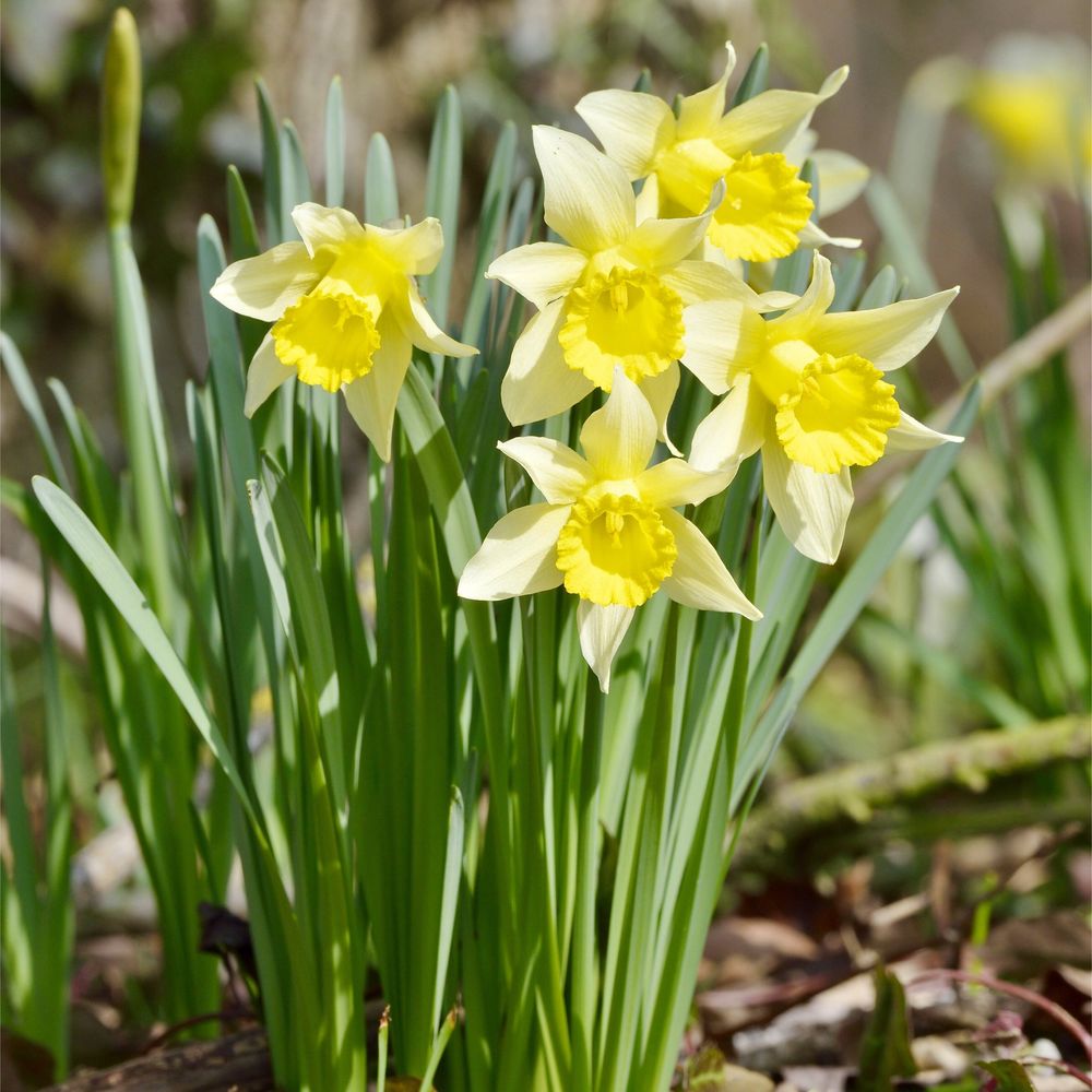 Pseudonarcissus Lent-Lily Lobularis Wild Daffodil