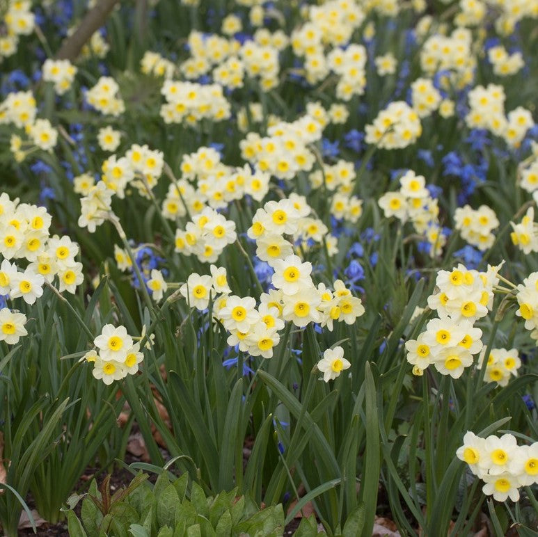 Narcissus Rockery Collection