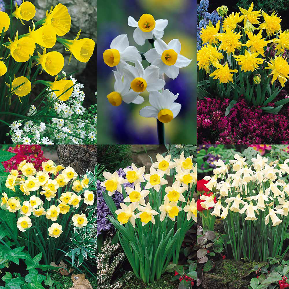 Narcissus Rockery Flower Bulb Collection