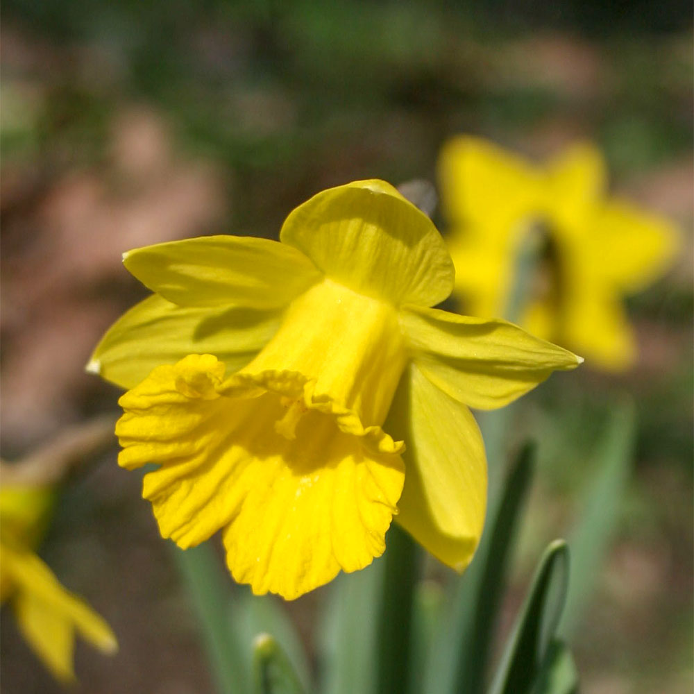 Narcissus - Obvallaris (Tenby Daffodil)