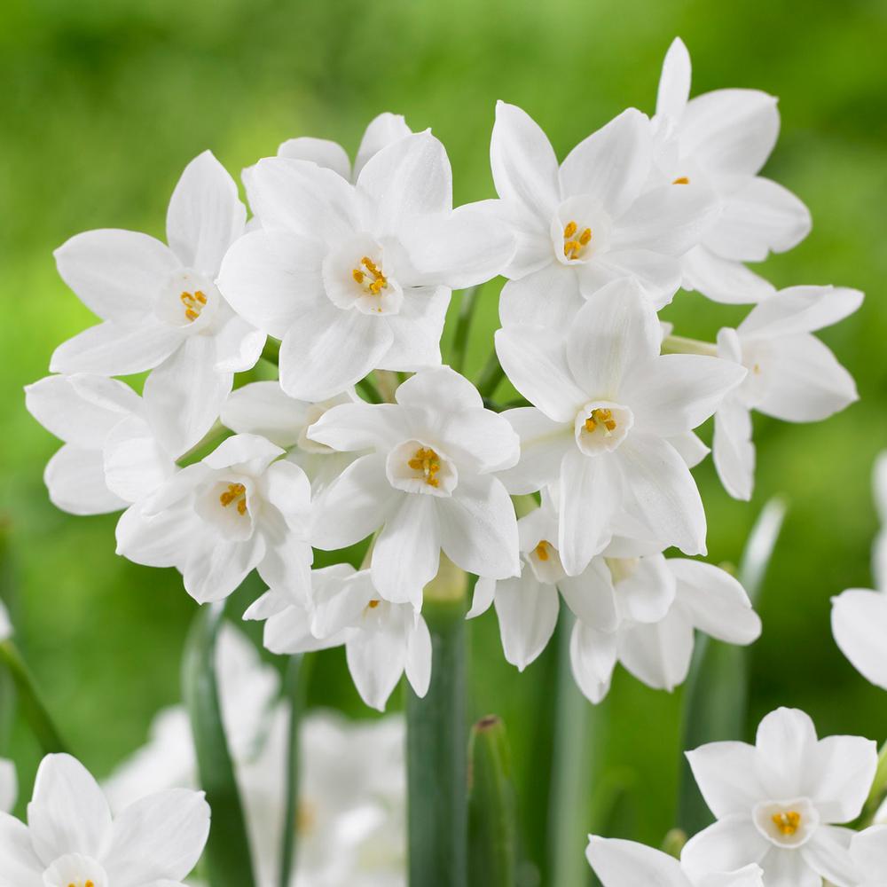 Narcissus - Paperwhites