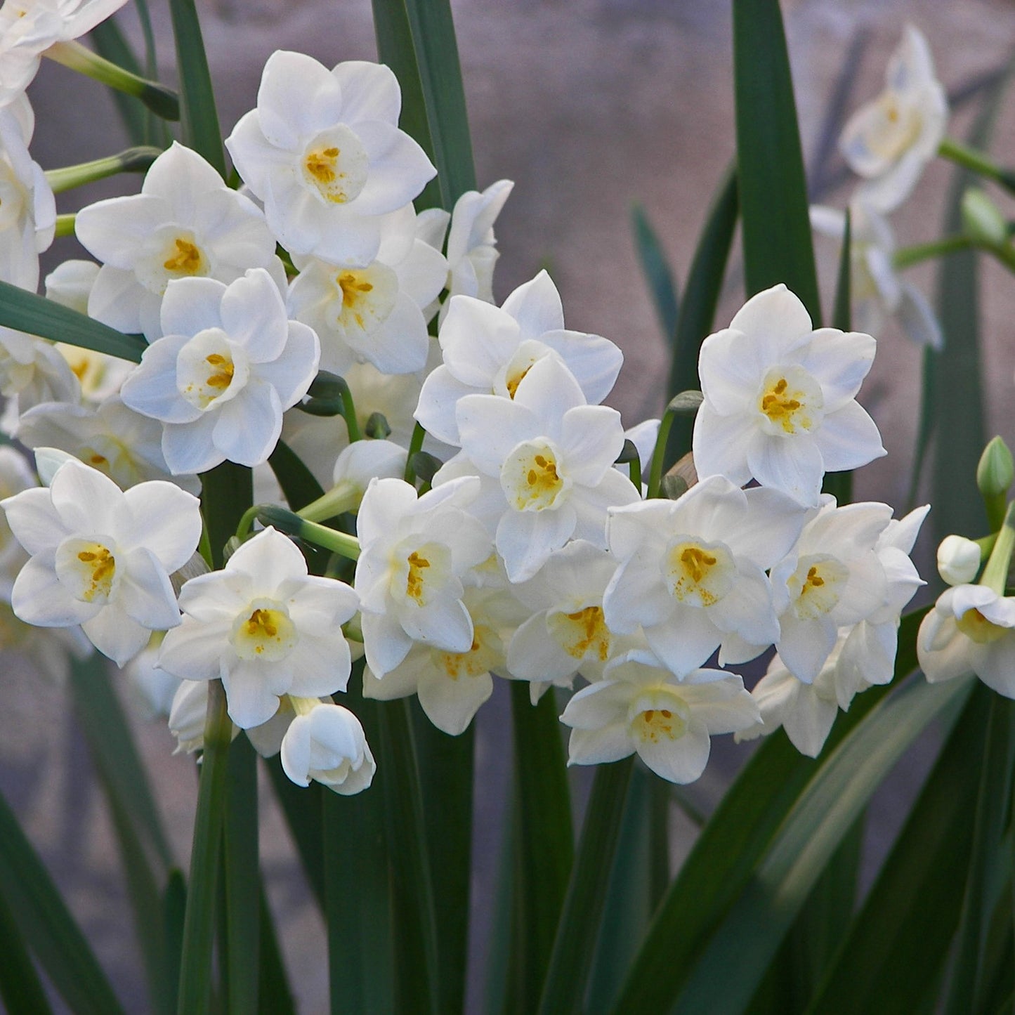 Narcissus - Paperwhites