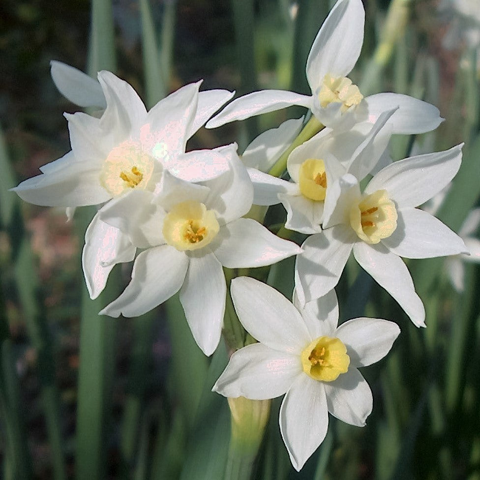 Narcissus - Paperwhites