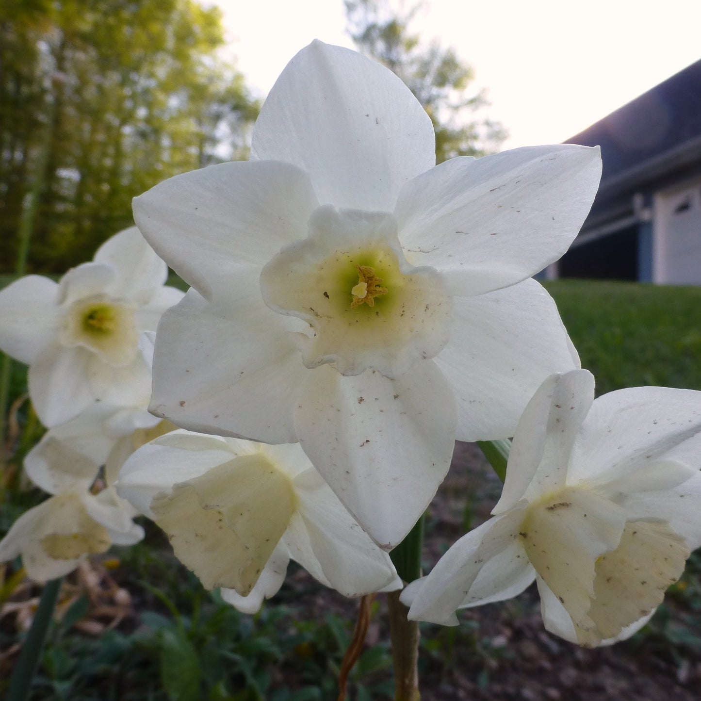 Narcissus - Pueblo