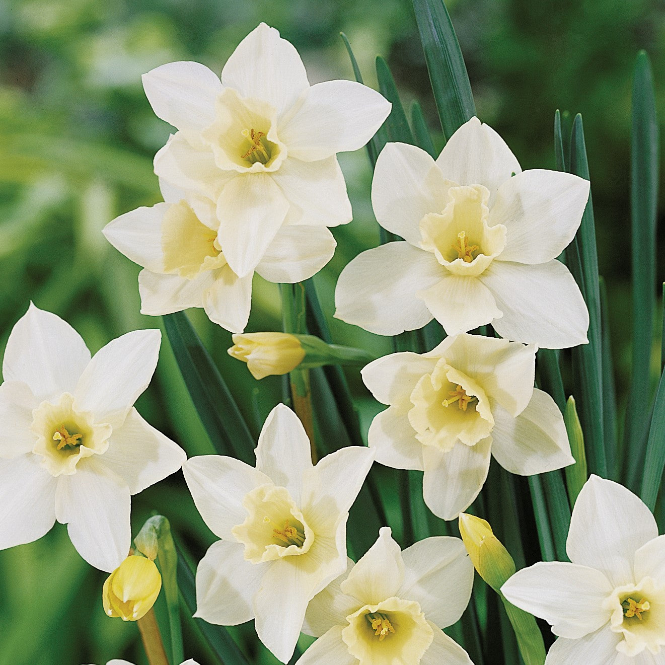 Narcissus - Pueblo