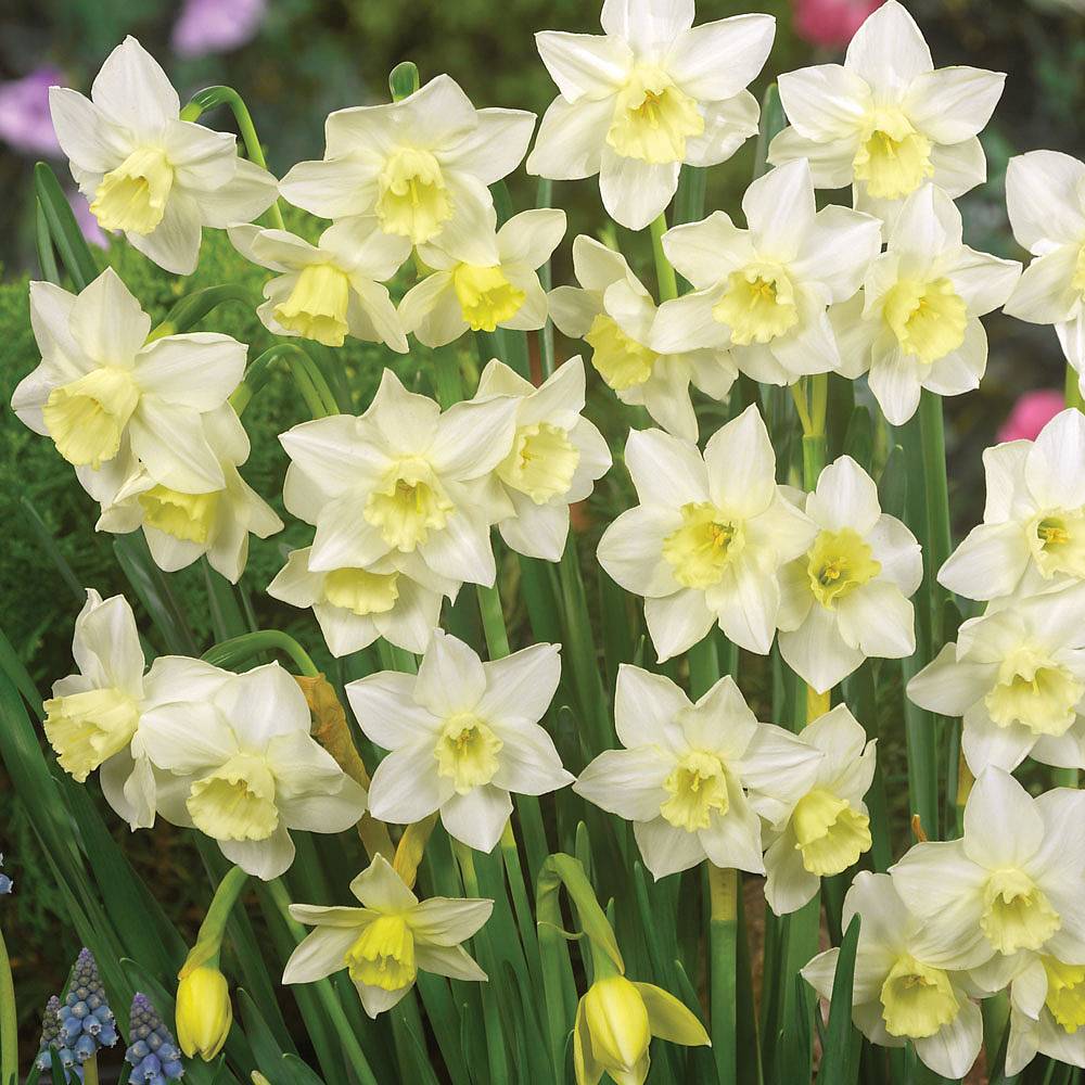 Narcissus - Pueblo