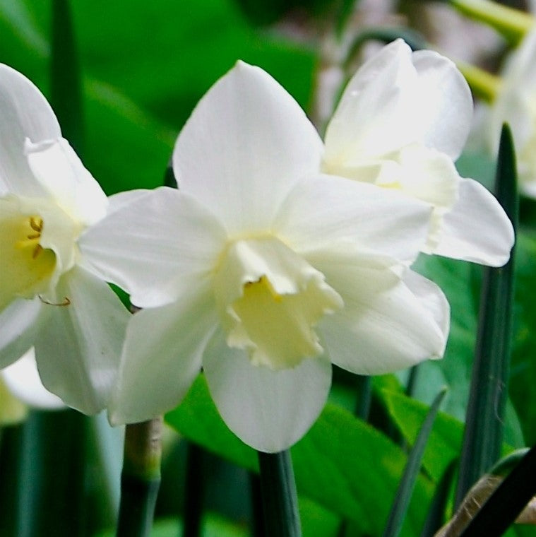 Narcissus - Pueblo
