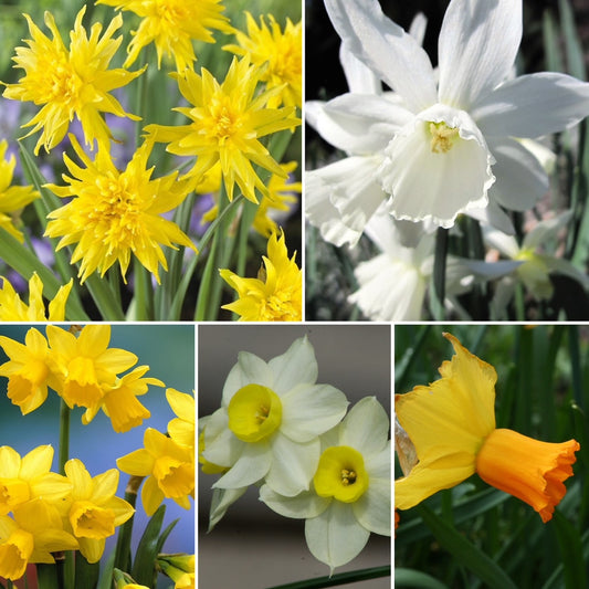 Narcissus Rockery Collection - Our Top Selling Narcissus All In One !
