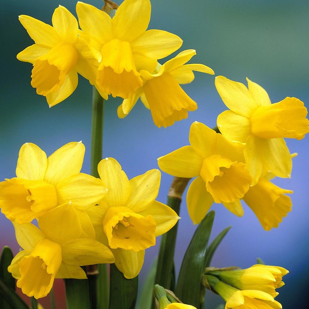 Bulb Beginner Collection - Perfect Garden Gift For Those Getting Started !
