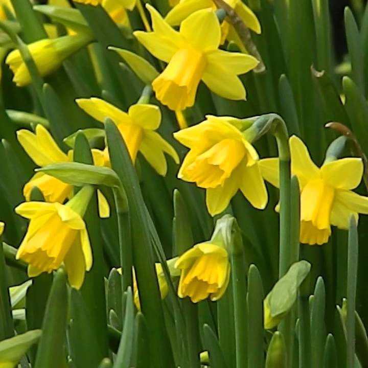 Narcissus Rockery Collection