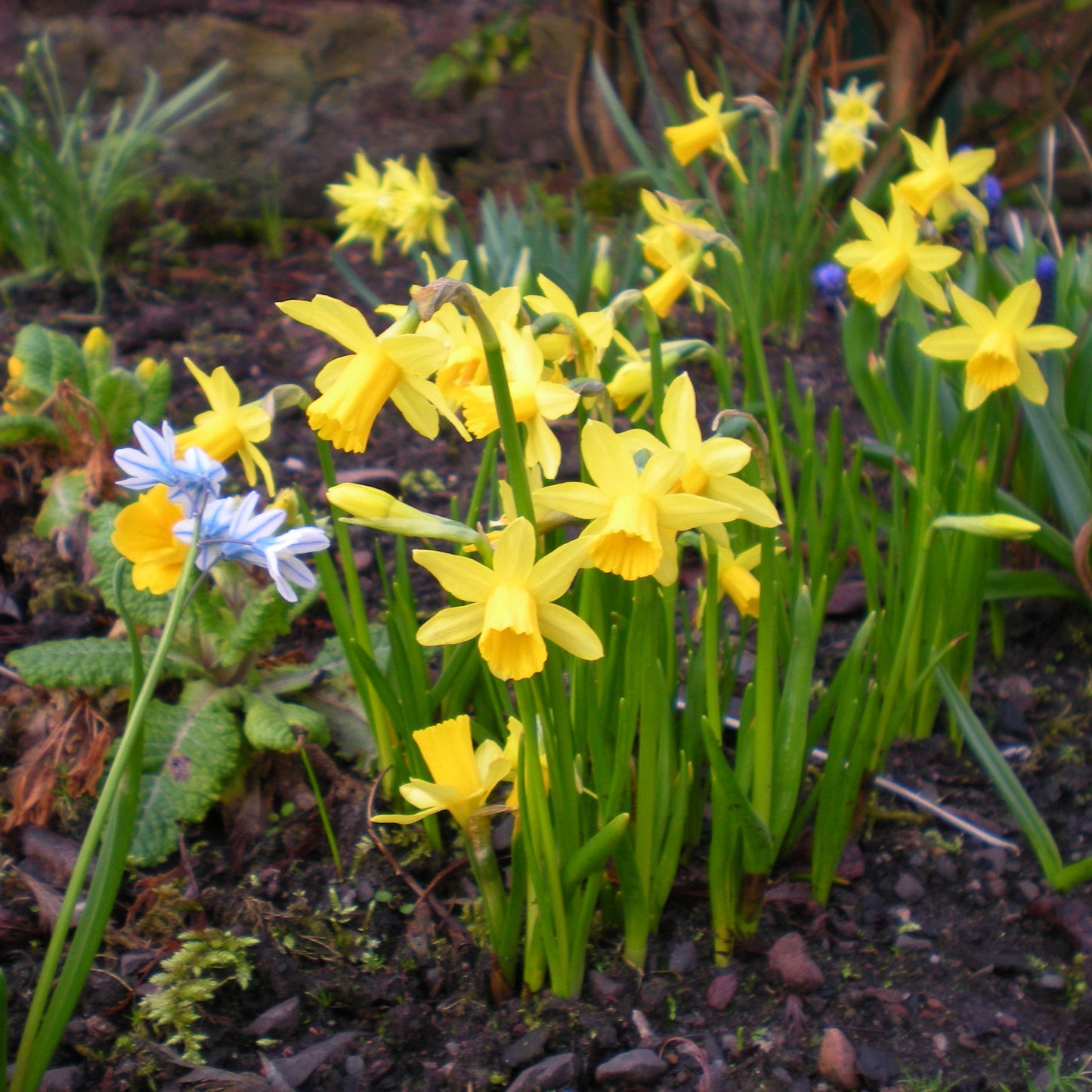 Narcissus - Tete a Tete