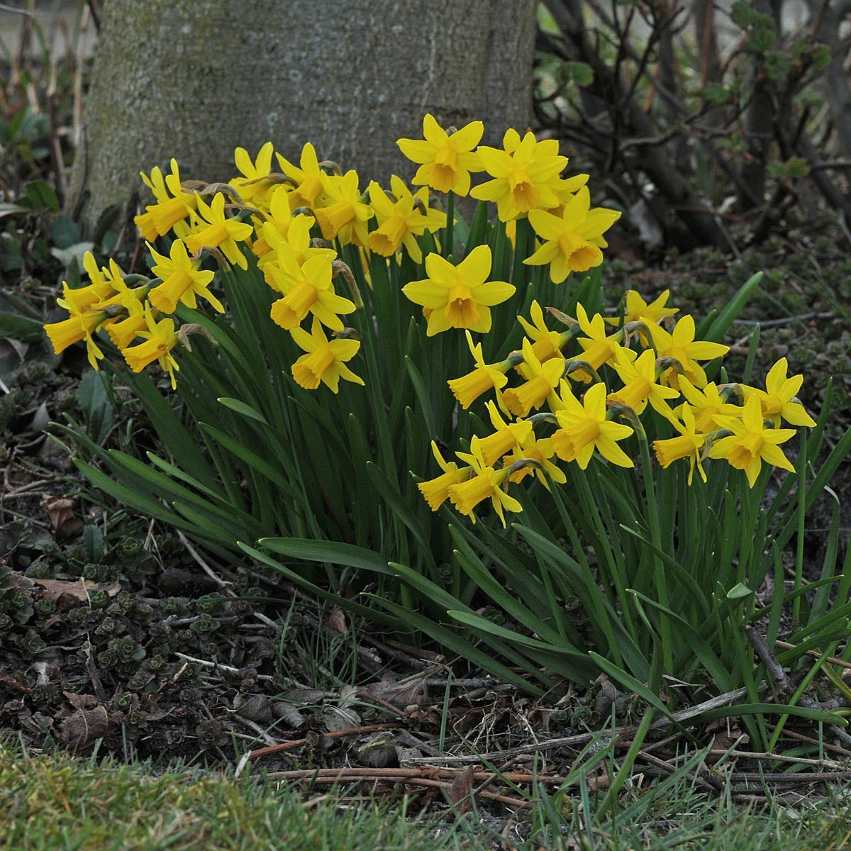 Narcissus - Tete a Tete