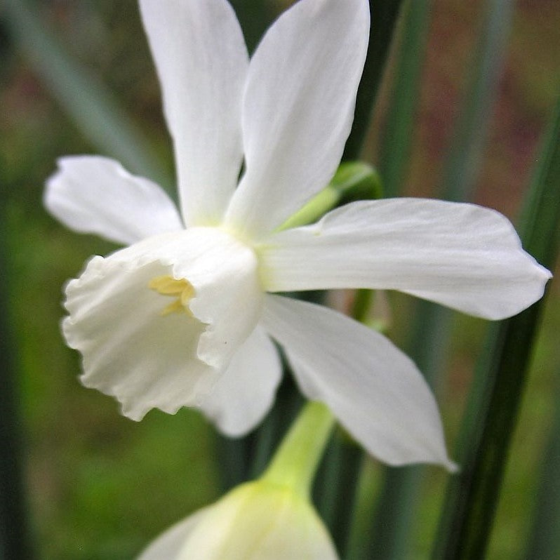 Narcissus - Thalia