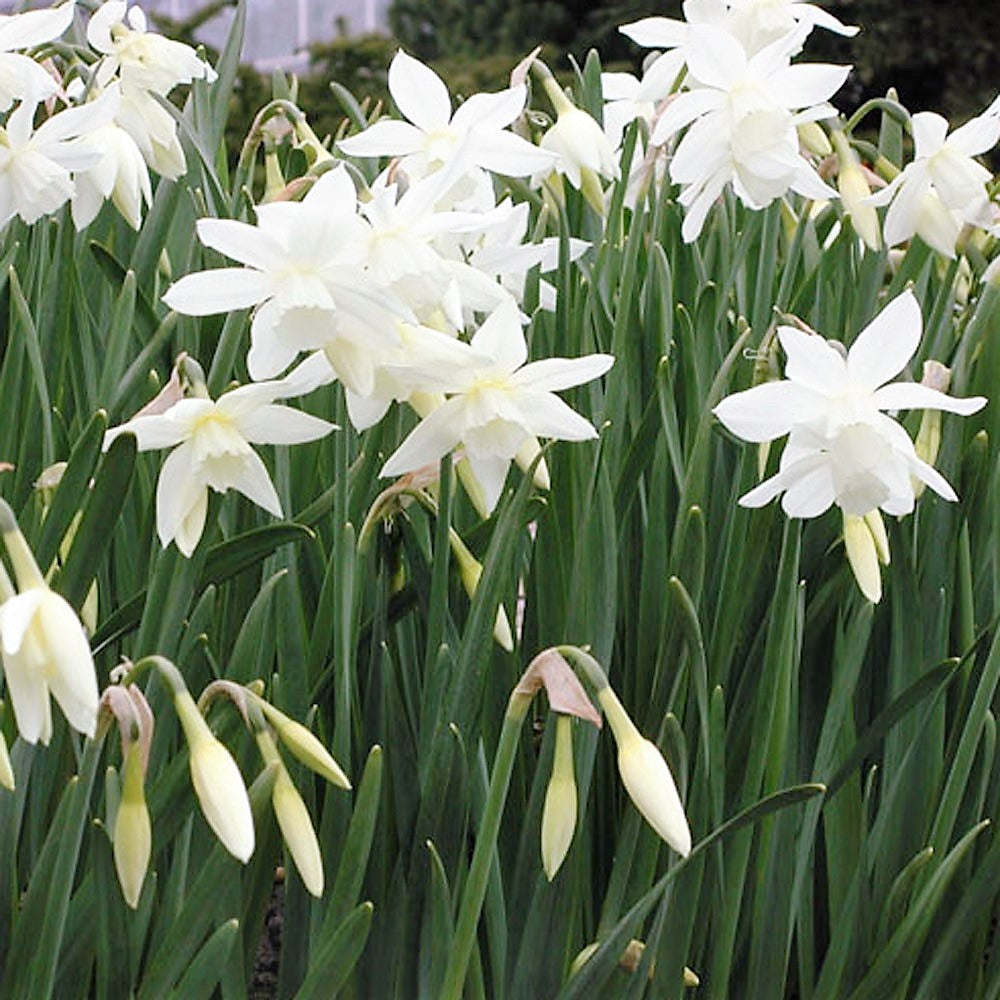 Narcissus Rockery Collection